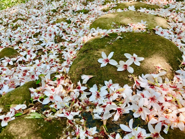 苗栗浪漫夏之雪——賞桐．古道．客家古早美食