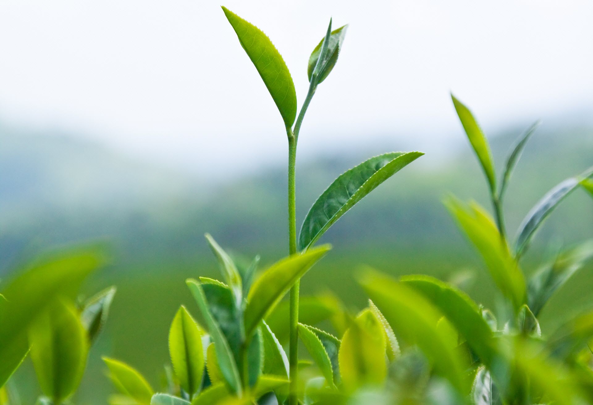 台灣好茶令人思思戀戀的台灣味